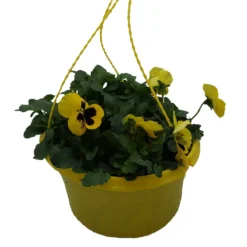 Spring Pansy/Viola Coloured Hang Pot 25cm -GreenScape Sales Store 14300056 1695032495693899