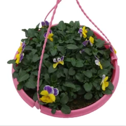 Spring Pansy/Viola Coloured Hang Pot 25cm -GreenScape Sales Store 14300056 1735032495654524