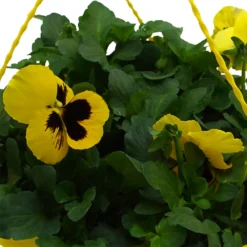 Spring Pansy/Viola Coloured Hang Pot 25cm -GreenScape Sales Store 14300056 5655032495534395