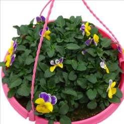 Spring Pansy/Viola Coloured Hang Pot 25cm -GreenScape Sales Store 14300056 7485032495569195