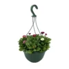 Spring Bellis Coloured Hanging Pot - 25cm 1 Spring Bellis Coloured Hanging Pot - 25cm -GreenScape Sales Store 14300057 6685047258809555