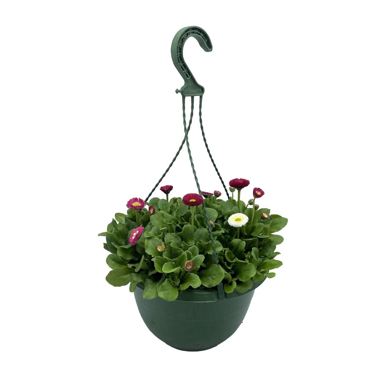 Spring Bellis Coloured Hanging Pot - 25cm 3 Spring Bellis Coloured Hanging Pot - 25cm