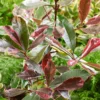 Photinia X Fraseri Pink Louise 10L Bush -GreenScape Sales Store 14301871 1465034555024315