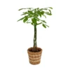 None Pachira Aquatica (Money Tree) Houseplant In Basket - 21cm -GreenScape Sales Store 14495643 1355038759357098