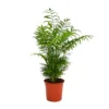 None Chamaedorea (Parlour Palm) Palm - 19cm -GreenScape Sales Store 14495645 1305038759123284