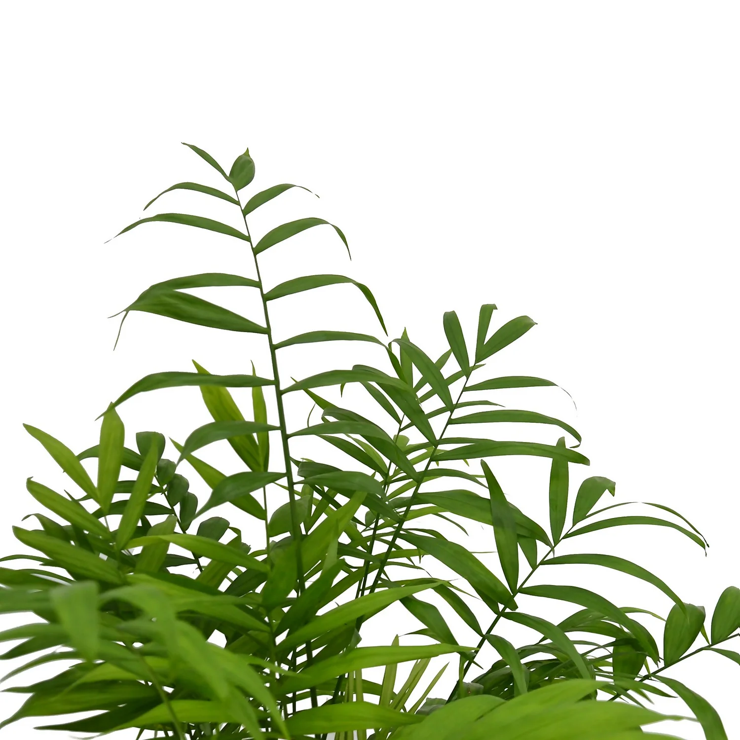 None Chamaedorea (Parlour Palm) Palm - 19cm 4 None Chamaedorea (Parlour Palm) Palm - 19cm - Image 2