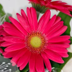 Gift Wrapped Gerbera - 12cm -GreenScape Sales Store 14567807 2035056339843842