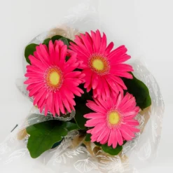 Gift Wrapped Gerbera - 12cm -GreenScape Sales Store 14567807 2055056339938993