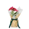 Gift Wrapped Gerbera - 12cm -GreenScape Sales Store 14567807 2085056339757910