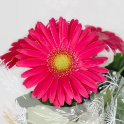 Gift Wrapped Gerbera - 12cm -GreenScape Sales Store 14567807 6005056339800123
