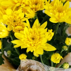 Gift Wrapped Chrysanthemum - 12cm -GreenScape Sales Store 14567809 6745056339438101