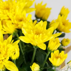 Gift Wrapped Chrysanthemum - 12cm -GreenScape Sales Store 14567809 7675056339508421