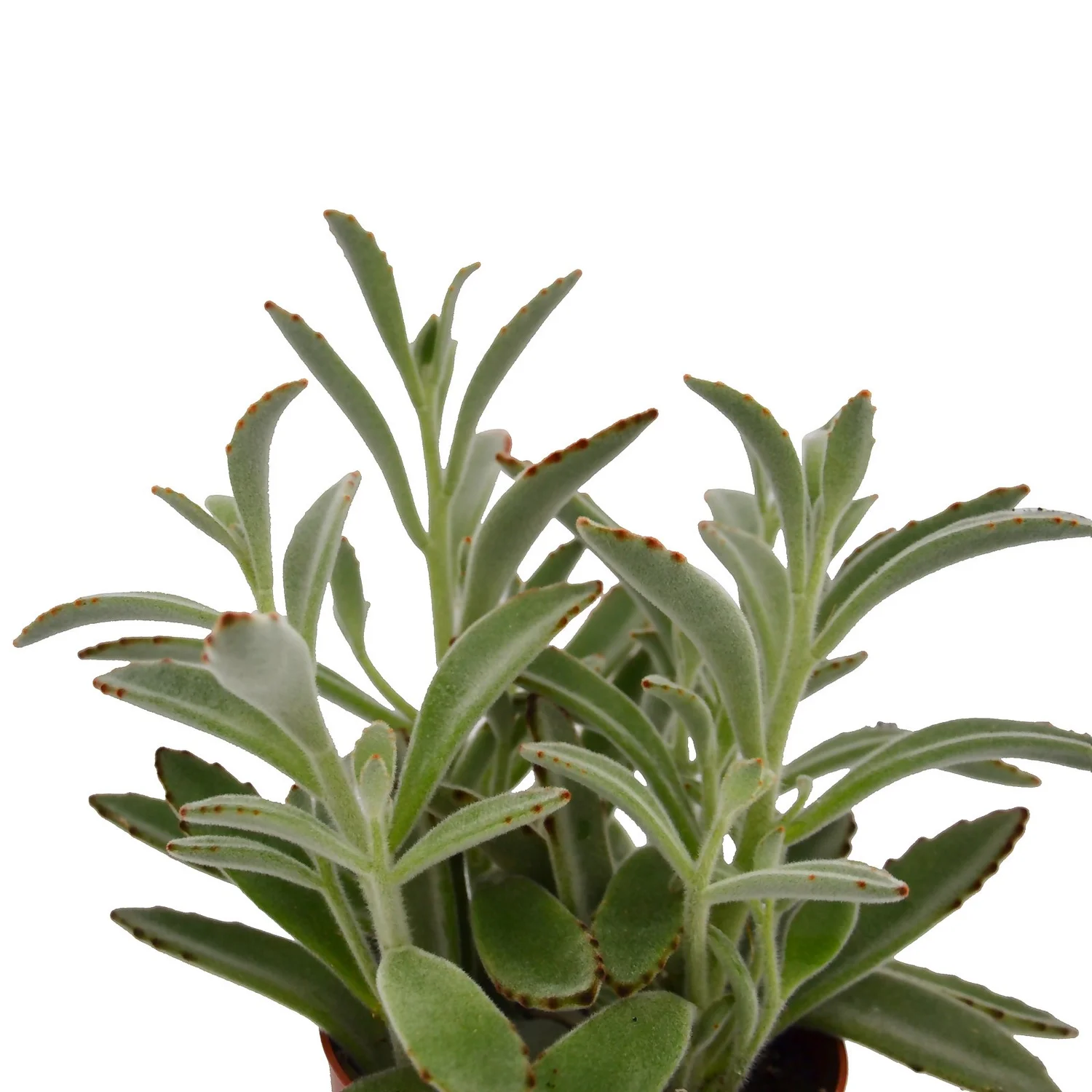 Kalanchoe Tomentosa (Panda Plant) In 12cm Pot 4 Kalanchoe Tomentosa (Panda Plant) In 12cm Pot - Image 2