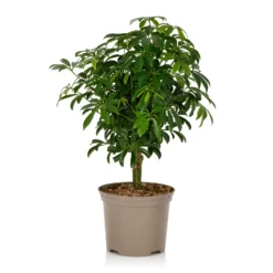 Schefflera - 17cm 15 Schefflera - 17cm -GreenScape Sales Store 14616660 1105054817798813