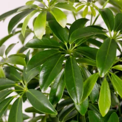 Schefflera - 17cm 19 Schefflera - 17cm -GreenScape Sales Store 14616660 1275054817936558