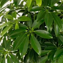 Schefflera - 17cm 17 Schefflera - 17cm -GreenScape Sales Store 14616660 1335054817862611