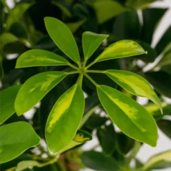 Schefflera - 17cm 13 Schefflera - 17cm -GreenScape Sales Store 14616660 1545054817728967