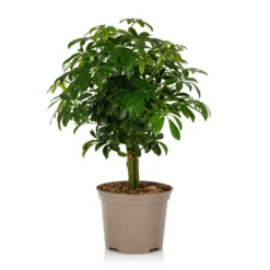 Schefflera - 17cm 16 Schefflera - 17cm -GreenScape Sales Store 14616660 1955054817829491