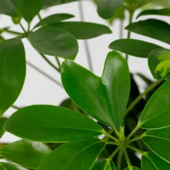 Schefflera - 17cm 14 Schefflera - 17cm -GreenScape Sales Store 14616660 4995054817764004