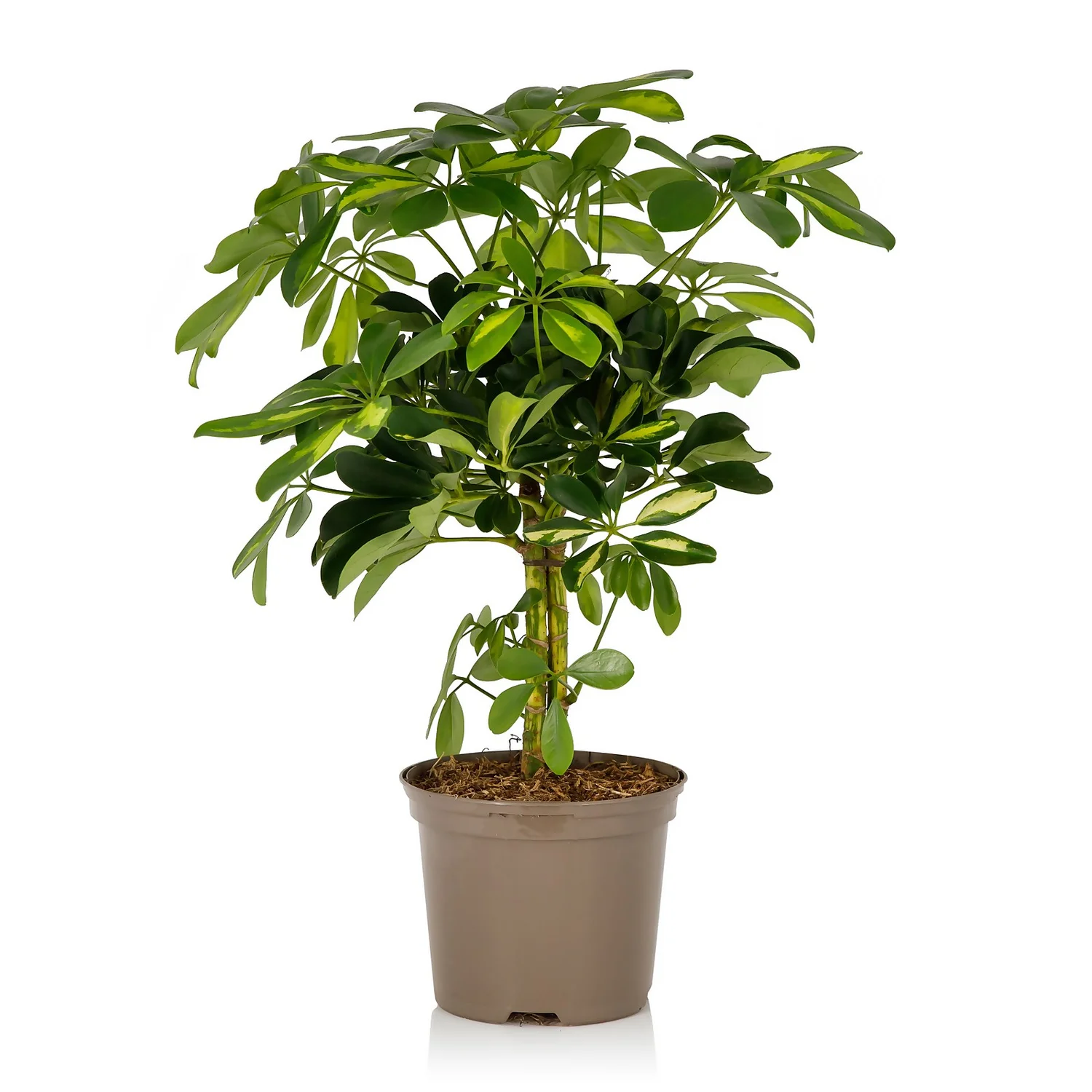 Schefflera - 17cm 3 Schefflera - 17cm