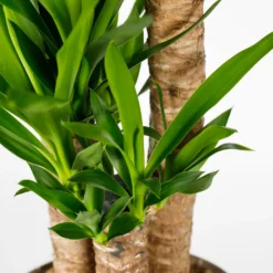 Yucca 21cm -GreenScape Sales Store 14616662 1375054818312638
