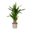 Yucca 21cm 1 Yucca 21cm -GreenScape Sales Store 14616662 1585054818247775