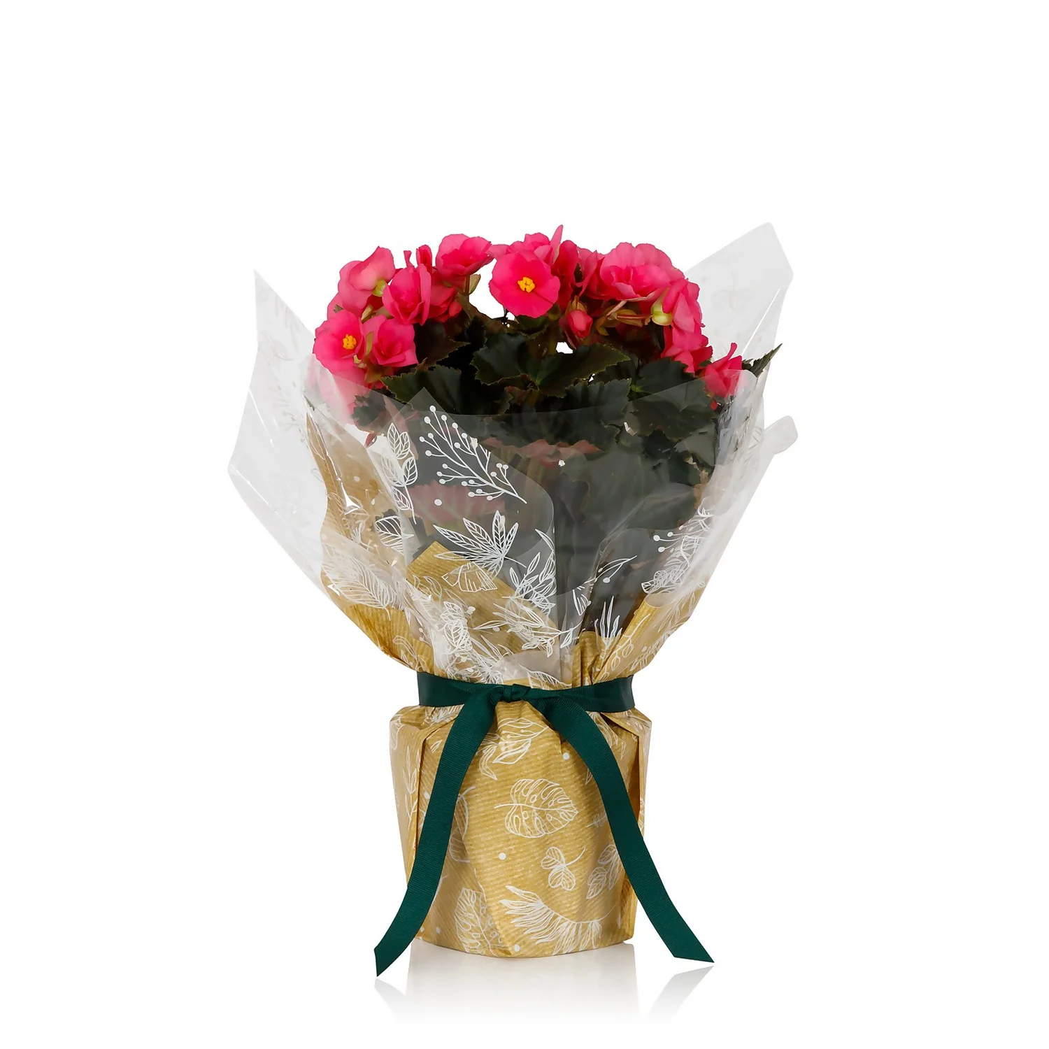 Gift Wrapped Begonia - 12cm 3 Gift Wrapped Begonia - 12cm