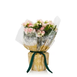 Gift Wrapped Begonia - 12cm 6 Gift Wrapped Begonia - 12cm -GreenScape Sales Store 14703956 9285056339435674