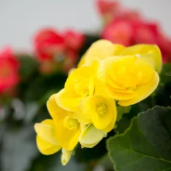 Gift Wrapped Begonia - 12cm 7 Gift Wrapped Begonia - 12cm -GreenScape Sales Store 14703956 9665056339496391